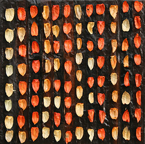 55253aaab3a186411a4ec3b1_2011M-Physalis-Collage.jpg